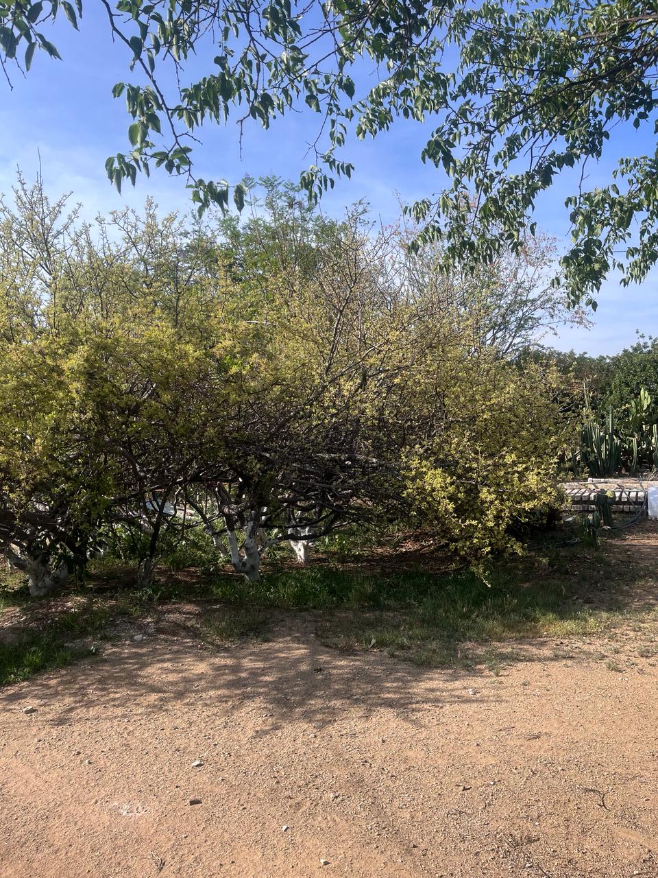 Entorno natural del taller en San Martín Tilcajete
